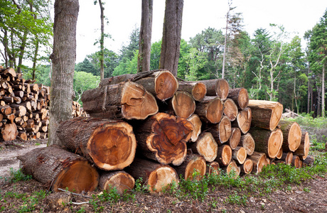 堆的原始松樹(shù)木材原木 特性、用途與保護(hù)